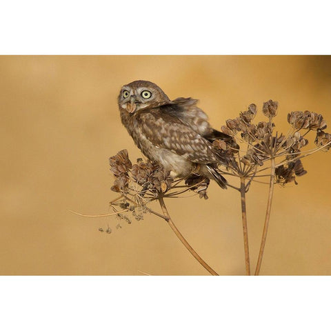 Little Owl Gold Ornate Wood Framed Art Print with Double Matting by Manusevich, David