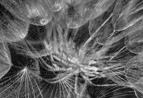 in to the mood Black Ornate Wood Framed Art Print with Double Matting by Amihai, Ilan