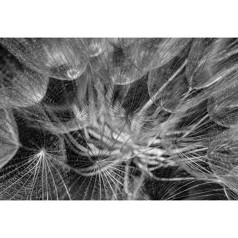 in to the mood Black Modern Wood Framed Art Print by Amihai, Ilan