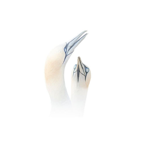 Greeting between a couple of Gannets White Modern Wood Framed Art Print by Engelbos, Mieke