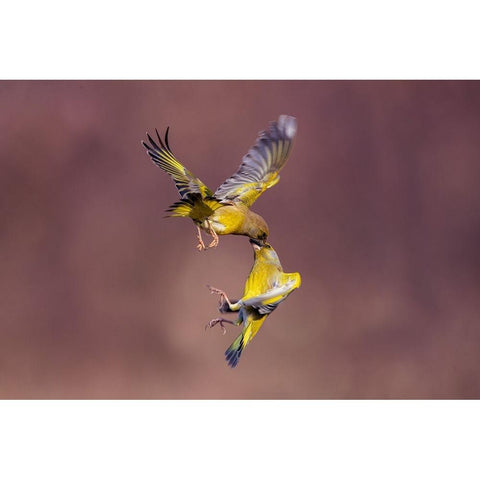 Seed In The Eye White Modern Wood Framed Art Print by Redaelli, Marco