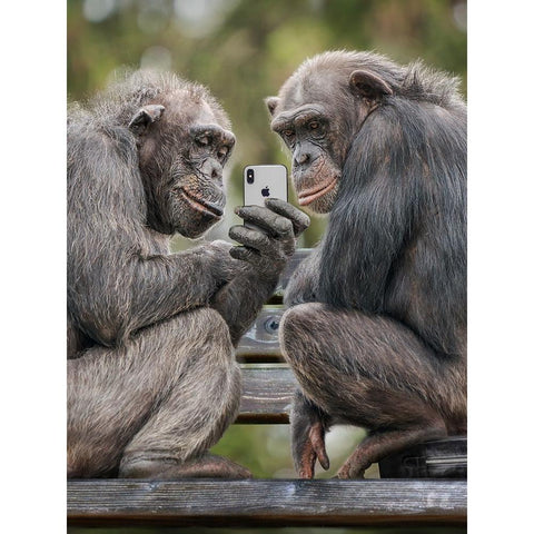 Monkeyphone White Modern Wood Framed Art Print by Egger, Marcel