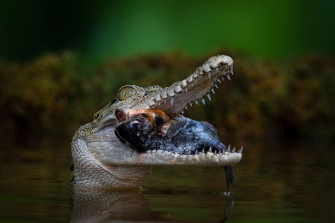 Got A Very Big Fish Black Ornate Wood Framed Art Print with Double Matting by Setiadi, Ajar