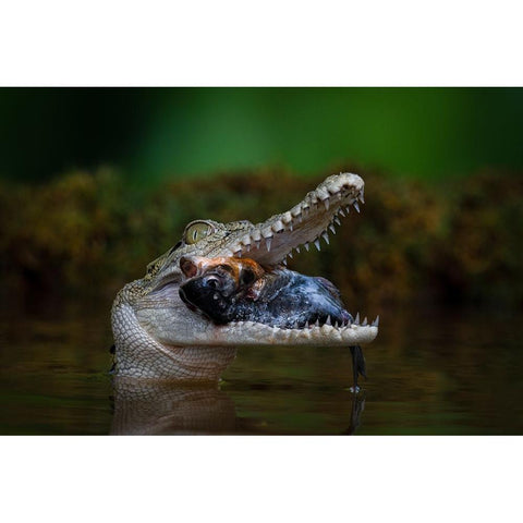 Got A Very Big Fish Black Modern Wood Framed Art Print with Double Matting by Setiadi, Ajar