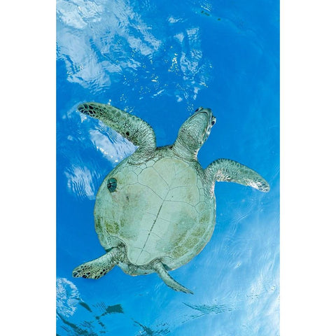 ThAc worm Gold Ornate Wood Framed Art Print with Double Matting by Melesan, Serge