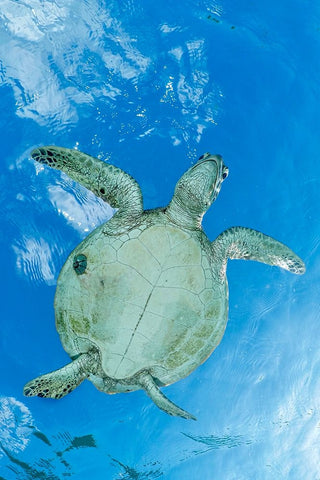 ThAc worm Black Ornate Wood Framed Art Print with Double Matting by Melesan, Serge