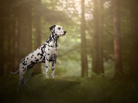 Warm Summer Light White Modern Wood Framed Art Print with Double Matting by Kuplenk, Nika