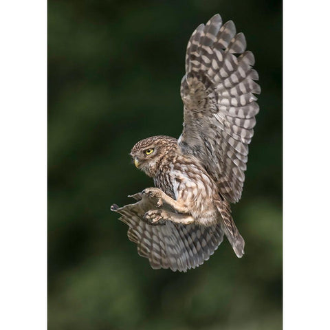 Little Owl White Modern Wood Framed Art Print by Helsen, Eddy