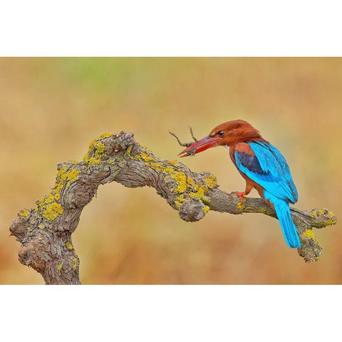 White Throated Kingfisher Gold Ornate Wood Framed Art Print with Double Matting by Manusevich, David