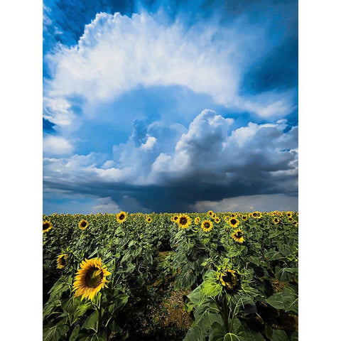 Sunflower storm Black Modern Wood Framed Art Print with Double Matting by Trush, Sergey