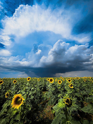 Sunflower storm Black Ornate Wood Framed Art Print with Double Matting by Trush, Sergey