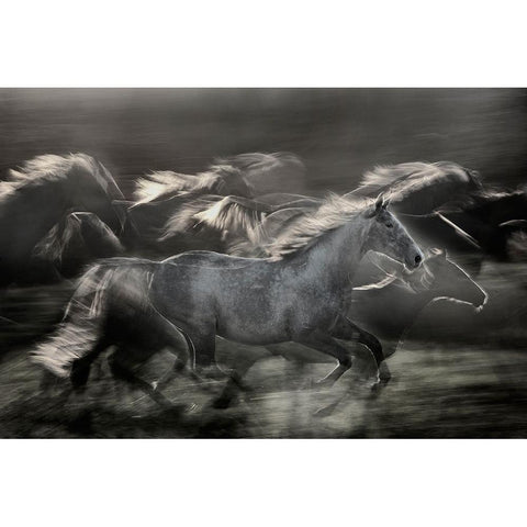 In Gallop White Modern Wood Framed Art Print by Malovrh, Milan