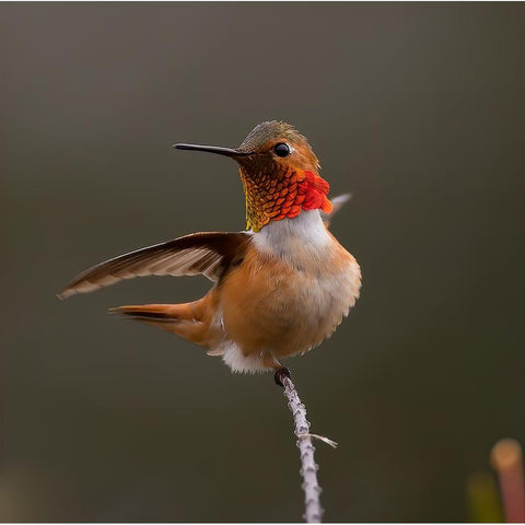 Hummingbird Black Modern Wood Framed Art Print by Huang, Johnson