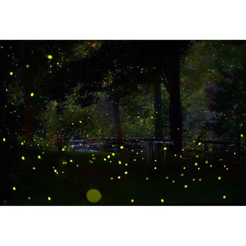 Amazing Fireflies Light White Modern Wood Framed Art Print by Liang, Ken