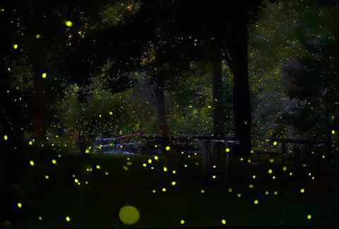 Amazing Fireflies Light Black Ornate Wood Framed Art Print with Double Matting by Liang, Ken