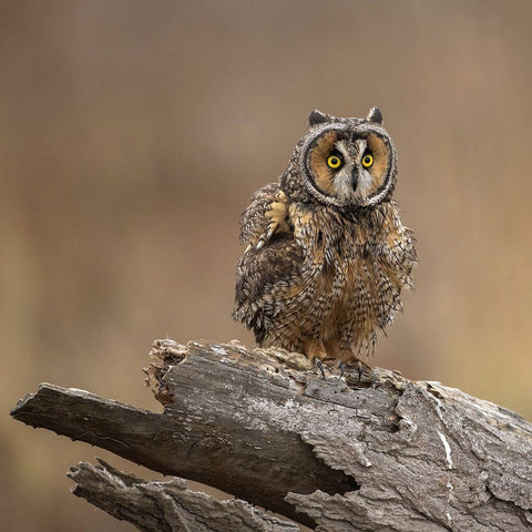 N/A White Modern Wood Framed Art Print by Taksing