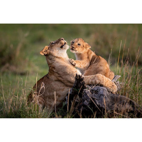 Reality In Life ..... White Modern Wood Framed Art Print by Roshkumar