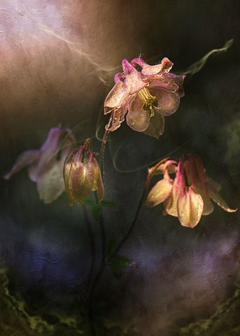 Common Columbine White Modern Wood Framed Art Print with Double Matting by Zvinakeviciute, Kristina