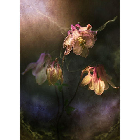 Common Columbine Black Modern Wood Framed Art Print with Double Matting by Zvinakeviciute, Kristina