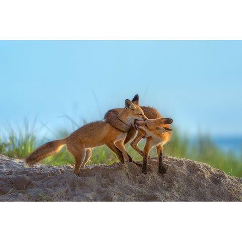 Red Foxes Playing On Beach White Modern Wood Framed Art Print by P., Ruiqing