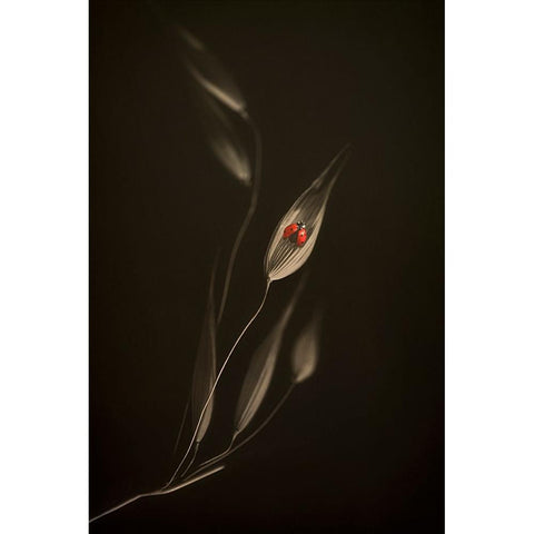 A Resting Place Black Modern Wood Framed Art Print by Kiral, Cicek