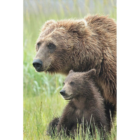 Momma Bear and Cub Portrait White Modern Wood Framed Art Print by D Lester, Linda
