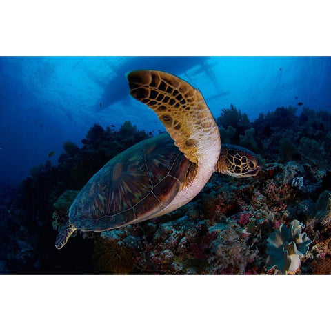 Green Sea Turtle White Modern Wood Framed Art Print by Y Lin, Ryan