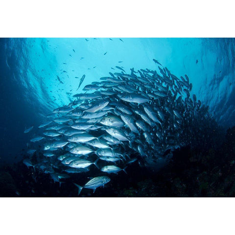 Crevalle Jack Fish Black Modern Wood Framed Art Print by Y Lin, Ryan