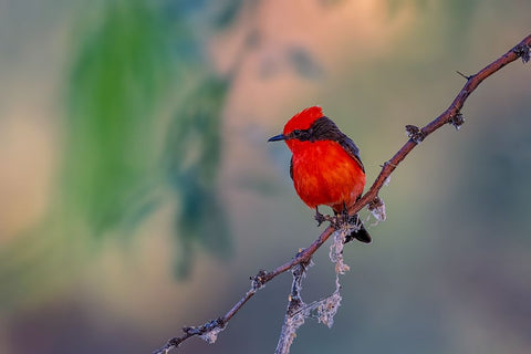 Vermilion Flycatcher White Modern Wood Framed Art Print with Double Matting by Xu, Jian