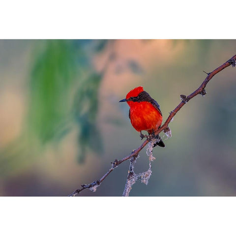 Vermilion Flycatcher White Modern Wood Framed Art Print by Xu, Jian