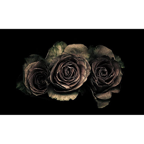 Roses Black Modern Wood Framed Art Print with Double Matting by Julie, Angel