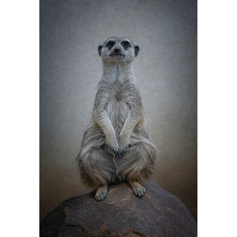 Suricata Suricatta - Sentinel Of The Desert Black Modern Wood Framed Art Print with Double Matting by Guillemot, Mathilde