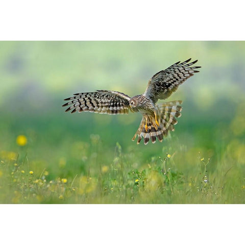 We Will Meet Black Modern Wood Framed Art Print with Double Matting by Rudaeff, Pablo