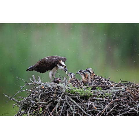 Feeding Time Black Modern Wood Framed Art Print by Wang, Max