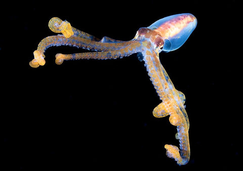 Victory Black Ornate Wood Framed Art Print with Double Matting by Ichinoseki, Sayaka