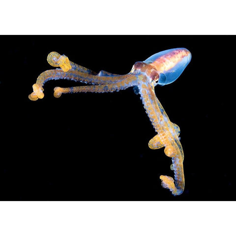 Victory Gold Ornate Wood Framed Art Print with Double Matting by Ichinoseki, Sayaka