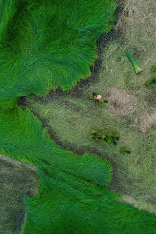 Harvesting Strabismus Black Ornate Wood Framed Art Print with Double Matting by Trung Dung, Ngo