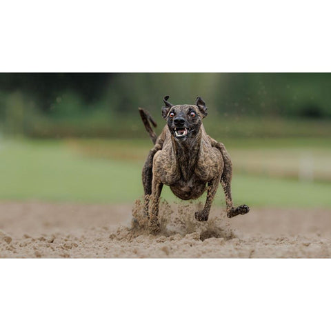 The Look Gold Ornate Wood Framed Art Print with Double Matting by Engelbos, Mieke