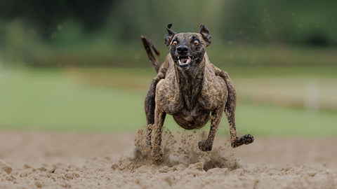 The Look Black Ornate Wood Framed Art Print with Double Matting by Engelbos, Mieke