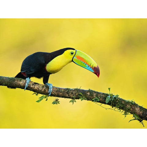 Keel-Billed Toucan Black Modern Wood Framed Art Print by Zygmunt, Milan