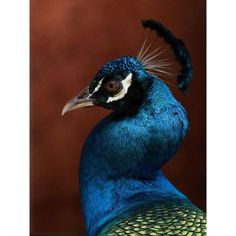 Seduction mode Black Modern Wood Framed Art Print with Double Matting by Dessureault, Patrick