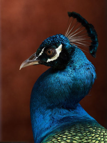 Seduction mode Black Ornate Wood Framed Art Print with Double Matting by Dessureault, Patrick