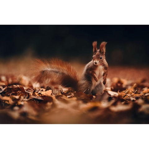 Red Squirrel (Sciurus Vulgaris) Gold Ornate Wood Framed Art Print with Double Matting by Furch, Lukas