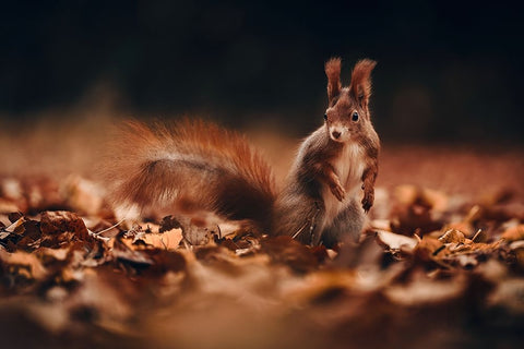 Red Squirrel (Sciurus Vulgaris) White Modern Wood Framed Art Print with Double Matting by Furch, Lukas