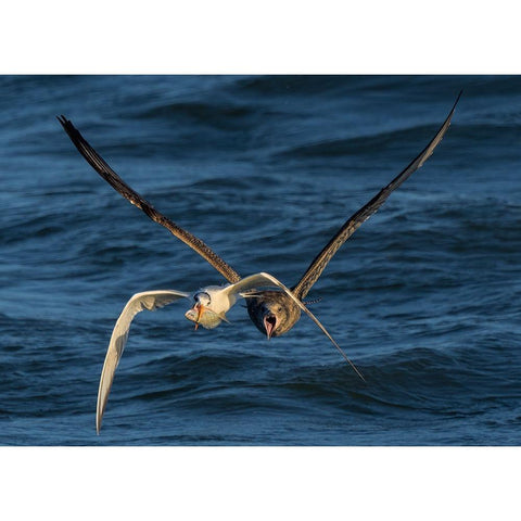 Chase On The High Sea Black Modern Wood Framed Art Print by Fan, John