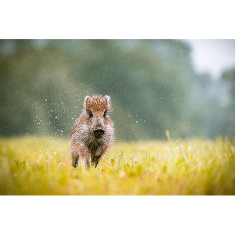 The Wild Boar (Sus Scrofa) Gold Ornate Wood Framed Art Print with Double Matting by Rozehnal, Jan