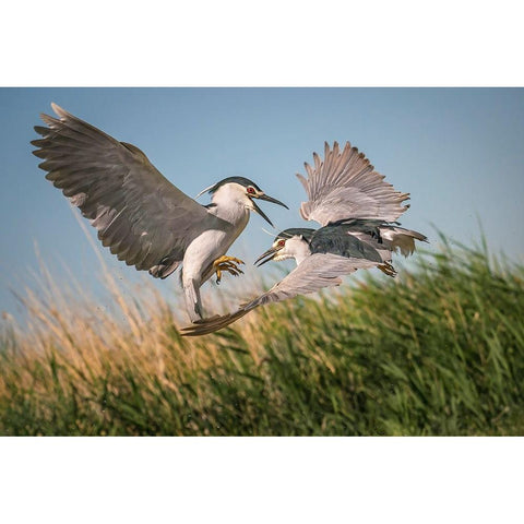 Courtship Black Modern Wood Framed Art Print by Hu, Mei