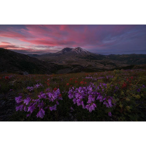 Blooming Wildflower At Mt. St Helens Gold Ornate Wood Framed Art Print with Double Matting by Jacobs, Lydia