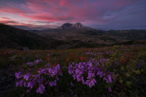 Blooming Wildflower At Mt. St Helens White Modern Wood Framed Art Print with Double Matting by Jacobs, Lydia