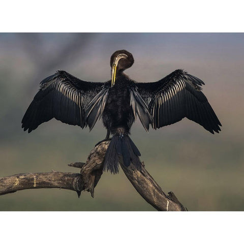 Darter Drying Wings At Bharatpur Black Modern Wood Framed Art Print by Sarkar, Partha